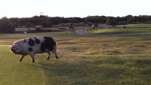 Massive bacon! The near one chased me and in the background you can see the golfer hurriedly getting a shot away!