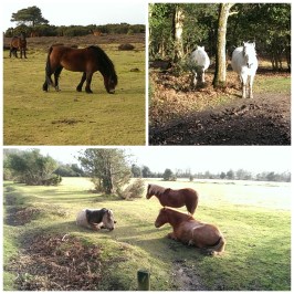 Ponies...thousands of 'em